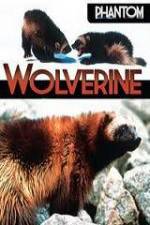 Watch National Geographic Phantom Wolverine 123moviesFree