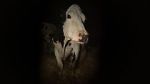 Watch Cow 123moviesFree