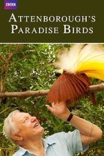 Watch Attenborough's Paradise Birds 123moviesFree