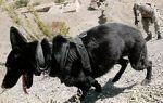 Watch SEAL Dog 123moviesFree