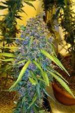 Watch Marijuana: It�s Time for a Conversation 123moviesFree
