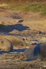 Watch Supergiant Animals 123moviesFree