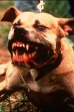 Watch Dogfighting Undercover 123moviesFree