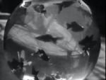 Watch Bocal aux poissons-rouges 123moviesFree