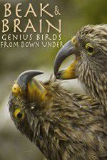 Watch Beak & Brain - Genius Birds from Down Under 123moviesFree