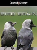 Watch Bird Brain 123moviesFree