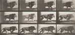 Watch Lion Walking 123moviesFree