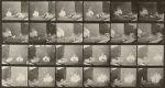 Watch Chickens Scared by Torpedo 123moviesFree