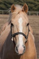 Watch Mr. Ed 123moviesFree