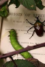 Watch Darwin's Struggle The Evolution of the Origin of Species 123moviesFree