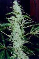 Watch Cannabis Whats The Harm Part 2 123moviesFree