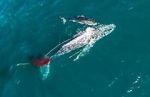 Watch Shark vs. Whale 123moviesFree