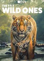 Watch The Wild Ones 123moviesFree