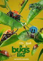 Watch A Real Bug's Life 123moviesFree