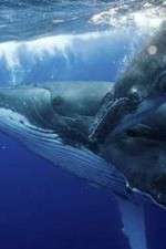 Watch Big Blue Live 123moviesFree