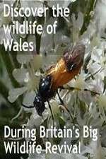 Watch Britain's Big Wildlife Revival 123moviesFree