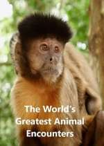 Watch World's Greatest Animal Encounters 123moviesFree