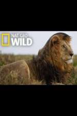 Watch Animal ER Live 123moviesFree
