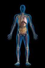 Watch Inside The Human Body 123moviesFree