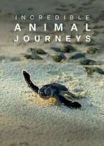 Watch Incredible Animal Journeys 123moviesFree